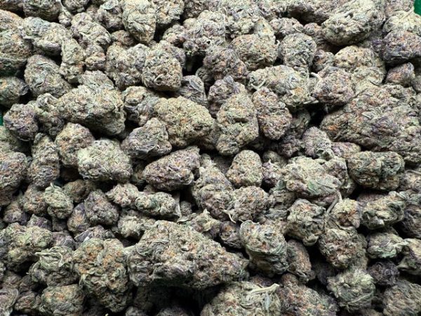 Gello Shotz (Sativa) - Image 2