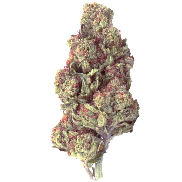 Jealousy x Banana Cream (Hybrid) - Image 3